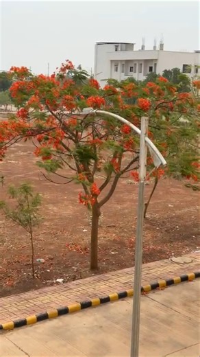 A day in a life of BMLT student !! Day 01 #bmlt #life #dailyvlog #graduation