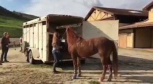 1.3K views · 65 reactions | Misty loading day two!! She's a pro now! The lunge line is through the window just in case she did feel the need to come out of the trailer really quick- we wanted daphne to be able to easily and safety escape... but I don't think we will need the lunge line anymore! | Hunter Horsemanship | Facebook