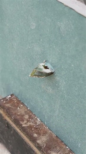 Gypsum expansion screw process #tools #drywal