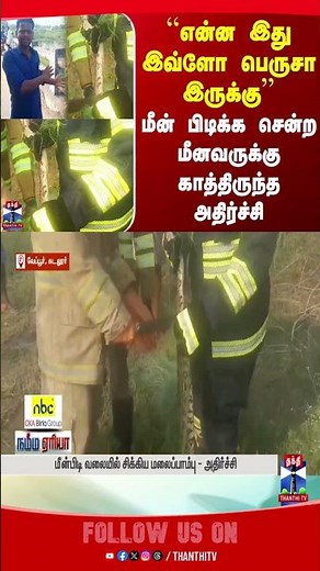cuddalore | fish | python | thanthitv