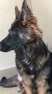 Bradshaw Animal Shelter on Reels