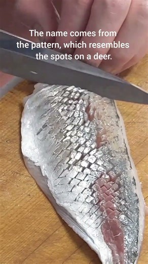 This Is Why Japanese Chefs Cut Sashimi Like This