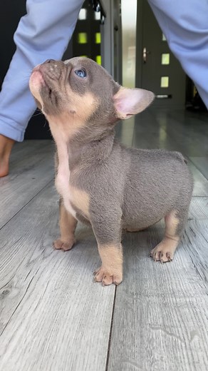 Adorable Tiny French Bulldog - Cutest Puppy Ever!