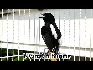 BIKIN EMOSI .... MASTER Decu GACOR NGOBRA , atasi Decu MACET & Kurang Bunyi