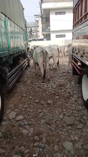 Reggie Casugo Manibog on Reels