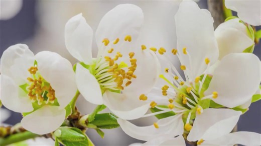 4.2K views · 335 reactions | JESÚS capitulo 7 | Dios t ama | Facebook