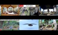 Mix of 6 videos from youtube : Amazingearthanimalslivestream