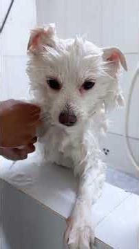 ĐI LÀ PHẢI CÓ ĐÔI CÓ CẶP MỚI DUIIII 🤭🤭