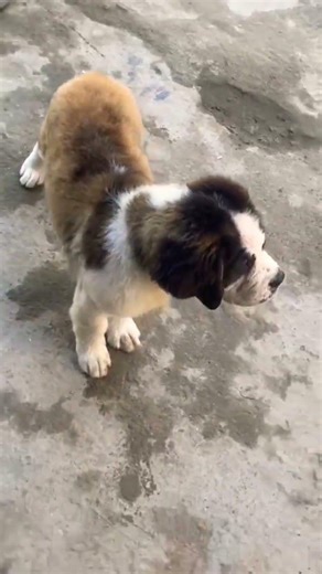 Beagle dog attack on Saint Bernard 😂 viral dog fight funny moment Beagle vs Saint Bernard dog video