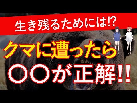 クマに遭遇したら“叫ぶと危険”! 生き残るための正しい距離別対処法