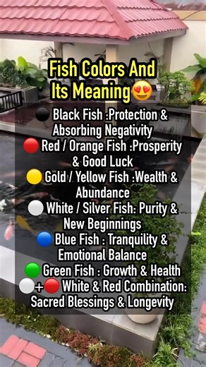 176K views · 918 reactions | symbolic or cultural meanings of fish colors, like in feng shui, aquarium superstition, or traditional beliefs #fishkeeping #fishtank #fishkeeper #viral #trending | Albert's Guppy Adventure | Facebook