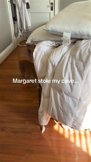 After weeks of gentle coaxing, Margaret has chosen to enter the crate. #greatdanepuppy #kangaldog #gentlepuppytraining