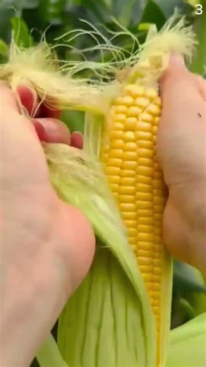 Teknik cerdas mengupas kulil jagung menggunakan tangan kosong #shorts