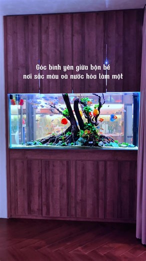 Minh vua setuo xong Bể cá cầu vồng kết hợp dĩa view 2 mặt. Bể này dài 1m8 cao 80 cm. #hoca #thuysinh #aquarium #ylangaquarium #hocacanh