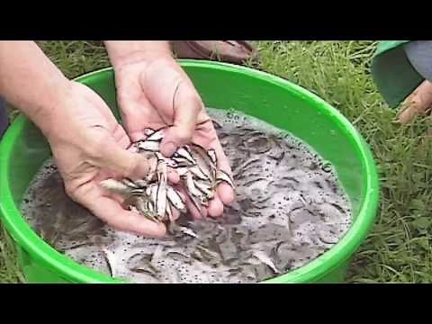 Fishing from A to Z: Pole fishing: Small fry