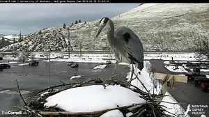 15K views · 1K reactions | This lanky, stilt-legged visitor spent some time in front of the Hellgate Osprey cam this week making rearrangements atop the snowy nest. Great Blue Herons may be the largest herons in North America, but they weigh only 5 to 6 pounds thanks in part to their hollow bones—a trait which all birds share!  LIVE at AllAboutBirds.org/Cams | Bird Cams | Facebook