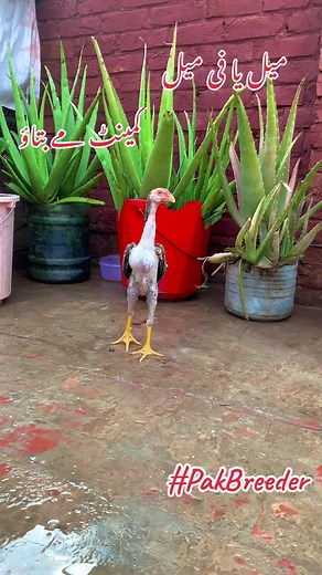 PakBreader on TikTok