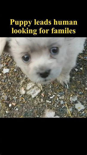 Adopted stray puppy leads people to find family 💖