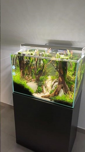 Sunken Forest Update 🌳 #aquascaping #aquarium #aquascape #plantedtank #plantedaquarium #fishtank