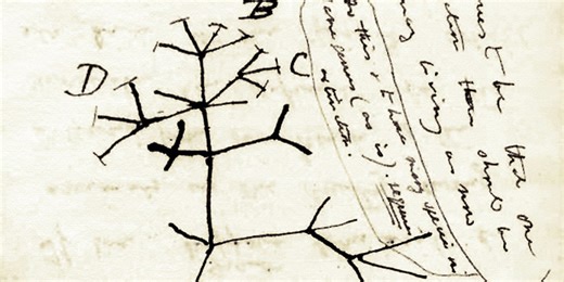 ‘The Tree of Life’ Review: The Ancestor at the Root of It All