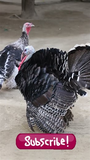 Domestic Turkey Bird | Turkey Bird Sound