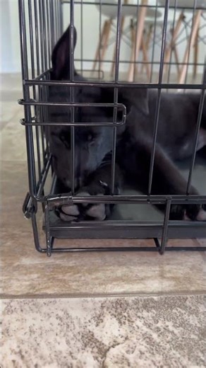 A good crate training session with a German Shepherd puppy 😴