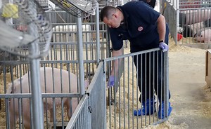 Ohio State’s efforts to develop new flu vaccines start at county fairs