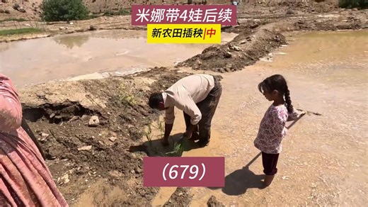 新农田插秧！米娜纪录片后续679集，移植稻苗技术（中）