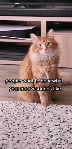 Cat Meow Compilation: Is It What You Expected?