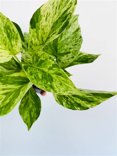 Pothos Snow Queen - Epipremnum Aureum ‘snow Queen’ - Devil’s Ivy - Available in 4” Pots - Etsy