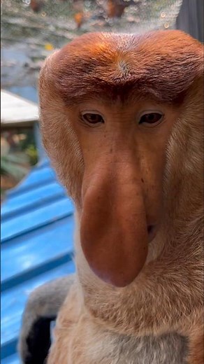Proboscis Monkey Amazing video.#Chimelong #MonkeyNakula #funny #ytshorts #shorts #animals #nakula