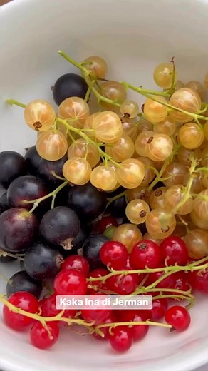 Hasil panen Buah-buah berry di kebunku 😍 | Kaka Ina di Jerman
