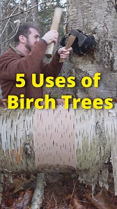 616K views · 10K reactions | 5 Bushcraft Uses of Birch Trees! #foraging #survival #bushcraft #mushrooms #Maine | Son of a Bear Herbs | Facebook