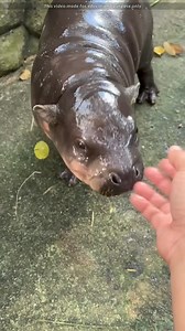 158K views · 1.1K reactions | Skin of Baby Hippo #Education #facts #knowledge #amazingfacts | The World of Facts | Facebook