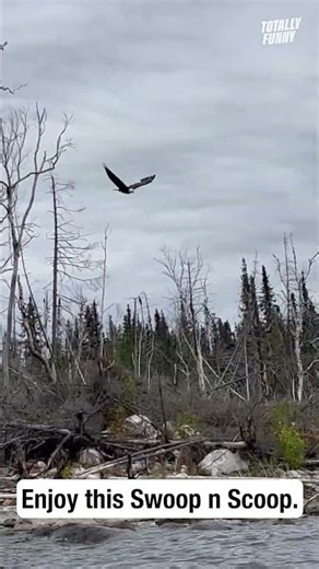 It's snack time for this eagle! 🦅 #shorts #viral