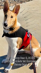 24 reactions · 4 comments | On this day December 3, 2022… little...