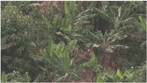 First ever aerial footage of the last Uncontacted Amazon tribe that has never seen modern civilisation