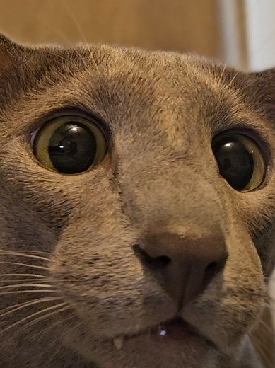 Dobby Cat: The Playful Oriental Shorthair