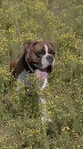 Boxers: The versatile working dogs of Germany