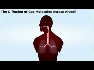 Gas Exchange in Alveoli