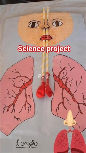 Lungs working model #science #exhibition #model #schoolproject #lungs