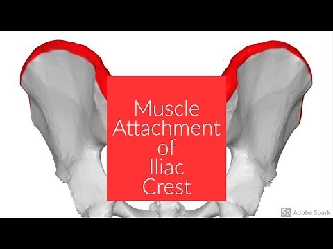 Muscle Attachment of Iliac Crest