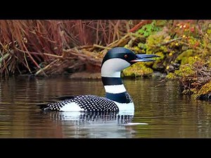 Great Blue Heron Nest Sounds | Bird Nesting Calls | Free to Use