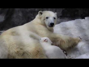 ホッキョクグマ ピリカと赤ちゃん 親子の穏やかなミルクタイムと室内へ帰る姿 2022年3月30日 旭山動物園 Polarbear Mam＆Baby Asahiyamazoo