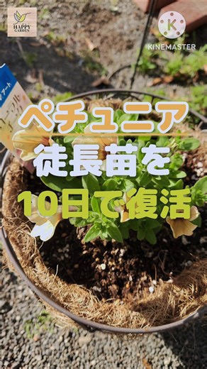 【徒長苗必見！】ペチュニア徒長苗を復活させます！#園芸 #ペチュニア #切り戻し #摘芯 #徒長 #復活#西野カナ