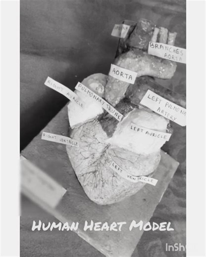 Heart Project Model For school, made with thermocol, process not included #easy #heartmodel #project