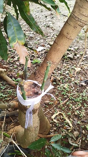 46K views · 457 reactions | ANOU PLANTER 57EME PROGRAM LOR SUIVI MANGO 'BARK GRAFTING' Partie 3 | Fardeen Ibrahim | Facebook