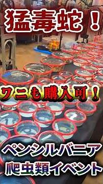 最も毒蛇の多い超巨大爬虫類イベントに潜入！アメリカ現地から！ #ガラガラヘビ #パフアダー #ガボンアダー #毒蛇 #爬虫類 #ワニ