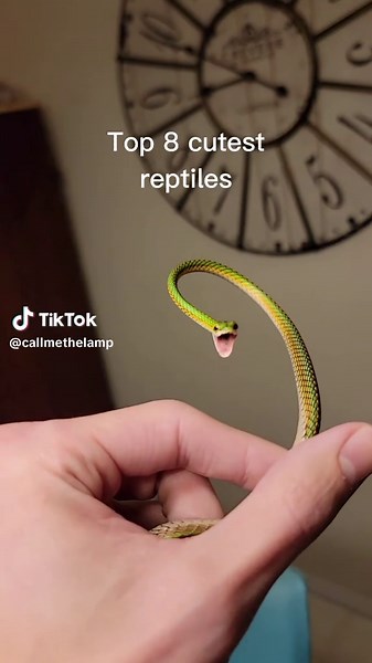 These are the cutest reptiles that I owned. #reptiles #pets #cuteanimals