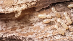 LIST: San Antonio ranks among most termite-infested cities